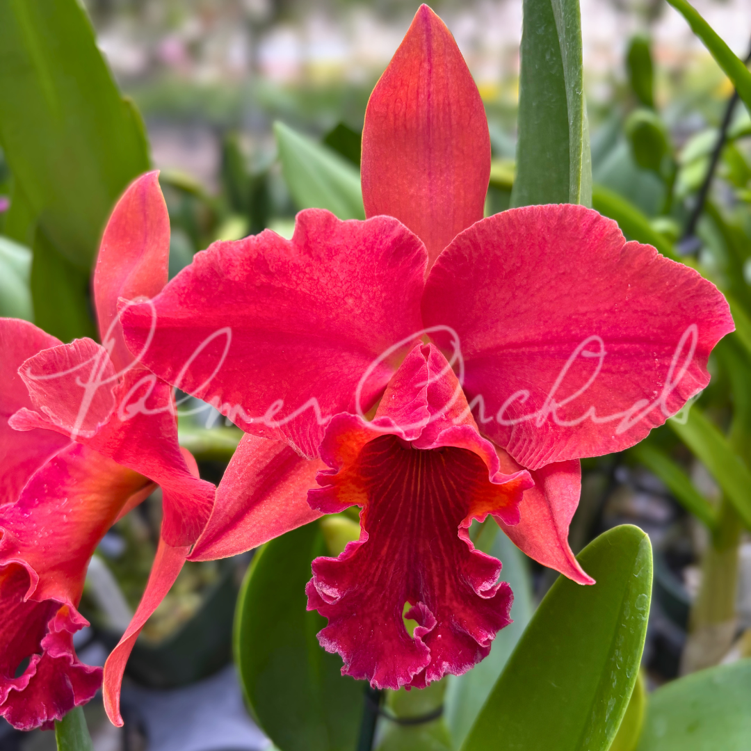Palmer Orchids